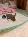 AKC Chihuahuas ready 10/1/25