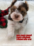 AKC Registered Micro Yorkies