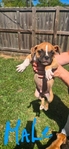 American Bully Boxer cross puppies for sale.