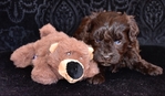 AKC Toy/Miniature Female Schnauzer Puppies