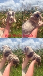 Mini Australian shepherd’s
