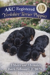 AKC Yorkie Puppies