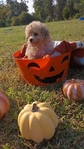 Toy Poodles