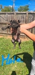 American Bully Boxer cross puppies for sale.