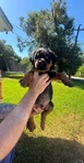 Male Rottweiler puppy