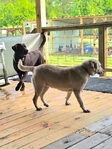 Registered Lab Puppies