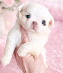 Chihuahua puppies Apple head Gorgeous!