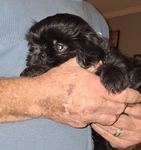 1 tiny rare black shih-tzu left ckc shihtzu