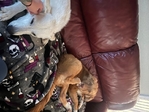 Female Pyranese/German shepherd pup
