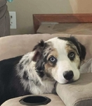 3 year old female full blooded Australian shepherd