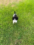 Registered Toy Poodle, potty trained, all shots!