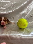 Beagle puppies AKC