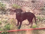 Black lab puppy