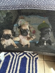 Pug Puppies