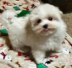 AKC MALE MALTESE CHAMPION BLOODLINE SALE $1500.00