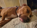 Pitbull Terrier