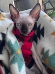 Male Sphynx kitten