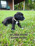 Cane Corso Looking for their furever home.