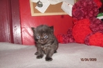 ragdoll kittens for sale