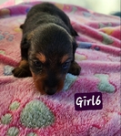 Dachshund Mix Puppies Ready for the Holidays >🐾