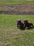 XL Bullies