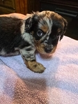 Miniature Australian Shepherd / Dachshund Puppies