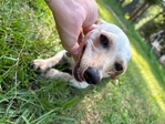 Black lab female and a little white chiwennie female