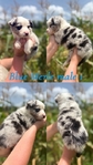 Mini Australian shepherd’s