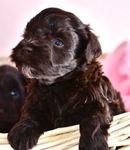 AKC Toy/Miniature Schnauzer Puppies