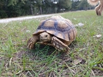 Sulcata tortoise 6 years old