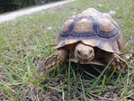 Sulcata tortoise 6 years old