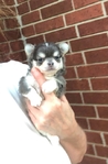 Teacup & Tiny Toy Chihuahua puppies
