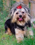Yorkie Male 1 year old