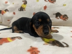 AKC Registered Miniature Dachshund Puppies