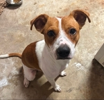 Male Terrier Mix $20 *Sweet Boy* ( found abandoned) Very young
