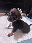 Tiny Toy Chihuahua Puppies