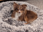 Toy Australian Shepherd Stud