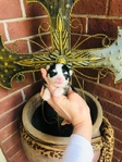Chihuahua puppies Apple head Gorgeous!