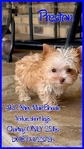 AKC Extra Tiny Male & Female Platinum & Blonde Parti Yorkies