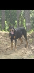 Doberman Puppies for sale