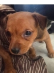 Female chihuahua puppy