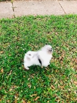 Pomeranian Male Teddy Bear Pom puppies Merle Blue White