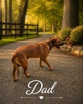 Rhodesian Ridgeback Puppies