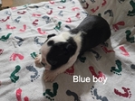 Boston Terrier Puppies
