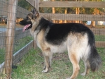 Coming Soon! AKC Champion Line German Shepherd Pups!