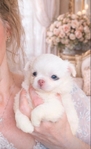 Chihuahua puppies Apple head Gorgeous!