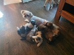 Shih tzu  Puppies