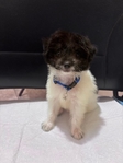 Beautiful Chi-Poo Puppies
