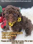Registered Chocolate Male Toy Poodle