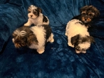 Ckc Yorkies